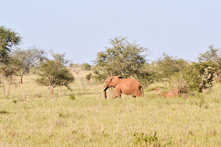 孤立的红色大象在大草原
