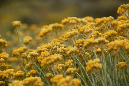 黄色的花朵在春天诞生