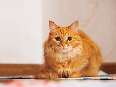 地毯猫摄影照片_可爱的姜猫坐在条纹自制地毯上。