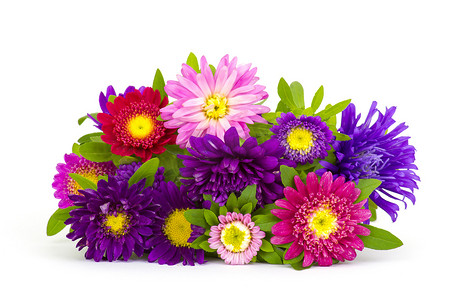 白色背景上的一束五颜六色的紫苑花
