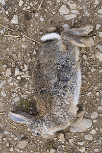 死兔——欧洲兔