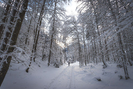 大自然中的冬季景观：小径，雪树