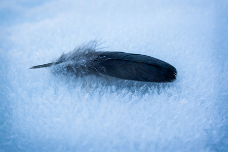 雪地上的鸟羽