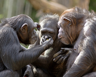 三只黑猩猩开会