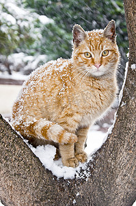 雪地里无家可归的可爱猫咪