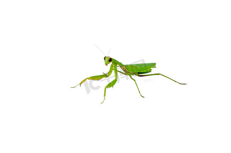 绿色螳螂昆虫