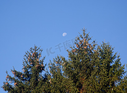 月亮鲜花摄影照片_与月亮在蓝天的松果