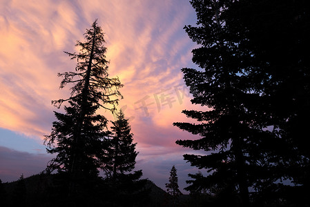 日落映衬下的松树，加利福尼亚州猛犸湖