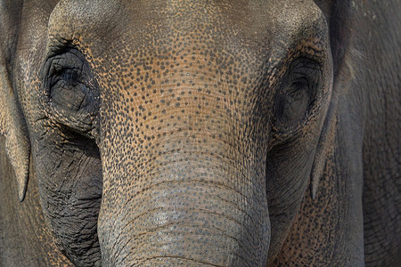 亚洲大象特写肖像抽象