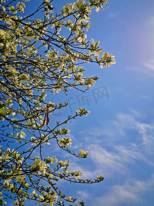 有白花和蓝天背景的树枝，春天