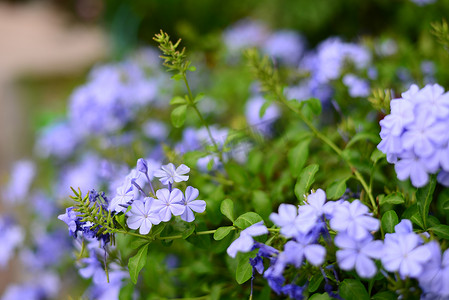 美丽的蓝色花名 Plumbago auriculata Lam