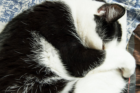一团猫摄影照片_一只黑白相间的小猫，蜷缩成一团睡觉，盖着鼻子的爪子