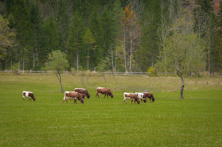 秋色的牧场上的牛群； 