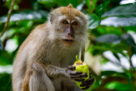 长尾猕猴一边吃水果一边坐在树枝上