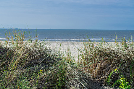 大海海草摄影照片_海草、海滩和沙丘