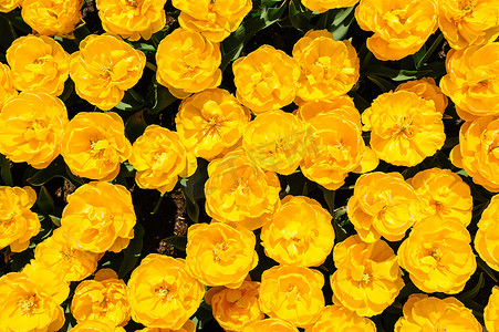 牡丹从摄影照片_黄牡丹郁金香从上方射出，荷兰利瑟的库肯霍夫花园
