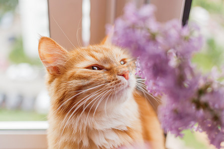 可爱的姜猫闻着一束淡紫色的花。