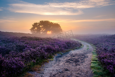 花田ppt摄影照片_荷兰 Veluwe Zuiderheide 公园盛开的石南花田、盛开的紫粉色石南花、盛开的加热器