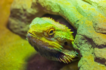躲在岩石下的胡子龙蜥蜴的脸，热带爬行动物，爬虫养殖中流行的玻璃容器宠物
