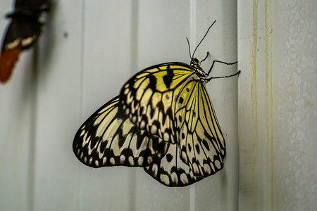 意念摄影照片_树若虫蝴蝶的美丽侧面特写，来自亚洲的热带昆虫