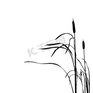 孤立在白色背景上的芦苇的矢量剪影