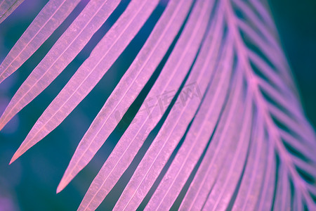 在紫外口气的棕榈叶，选择聚焦，背景，