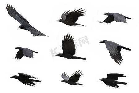一群黑乌鸦在白色背景上飞翔。