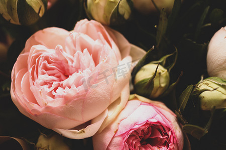 深色背景上的粉红玫瑰。