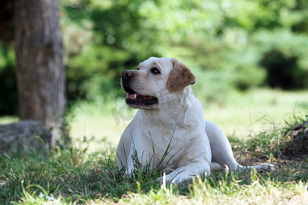 公园里的黄色甜拉布拉多犬