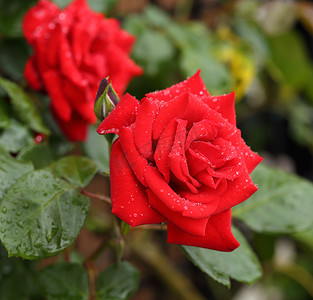 红玫瑰花卉植物