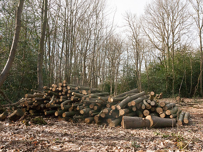 一堆树枝木树桩树干砍伐森林木材 w