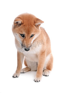 在白色背景前的 Shiba Inu 狗