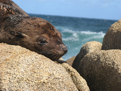 小海豹摄影照片_在岩石上享受阳光的棕色海豹