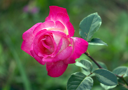 大片玫瑰摄影照片_大片郁郁葱葱的粉红色玫瑰，高高的茎上，绿叶在宏观镜头中