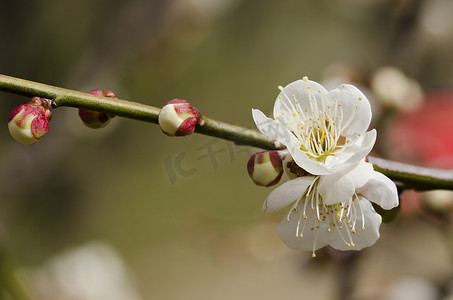 盛开的梅花摄影照片_梅花