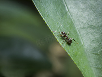 叶子上的蚂蚁