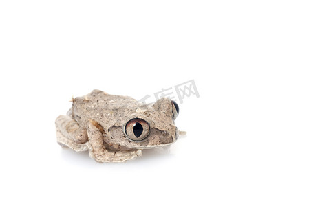 非洲大眼树蛙