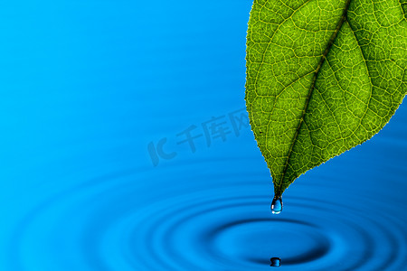绿叶和水滴