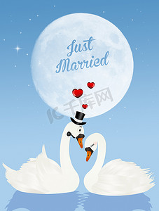 月光鸟摄影照片_月光下的天鹅婚礼