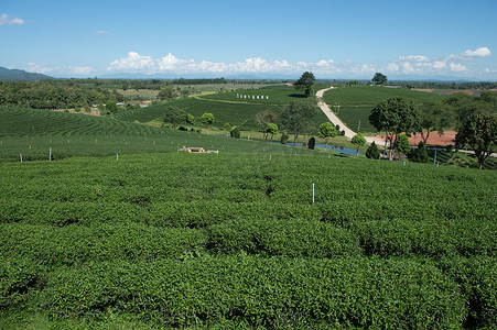 茶园风景