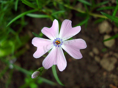 花园里的粉色小花
