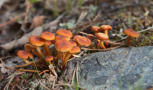 蘑菇特写摄影照片_小毒蘑菇-Hygrocybe miniata