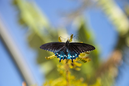 Pipevine Swallowtail 蝴蝶 Battus philenor
