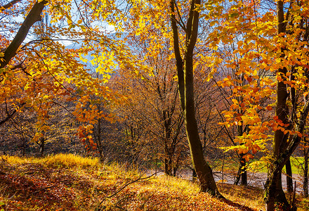 原始森林背景摄影照片_橙色叶子的山坡上的森林