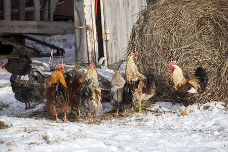 白雪覆盖的农家院子里的自由放养鸡