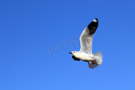飞翔的水鸟摄影照片_飞翔的海鸥