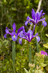 西班牙鸢尾 (Iris xiphium)