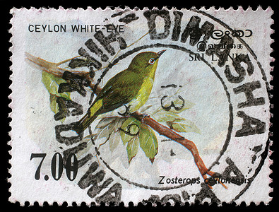 在斯里兰卡共和国打印的邮票显示斯里兰卡白眼鸟