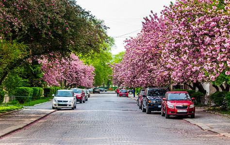 樱花盛开的乌日哥罗德街头