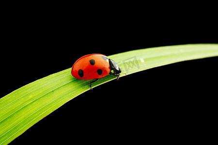 植食性瓢虫摄影照片_孤立在黑色的瓢虫